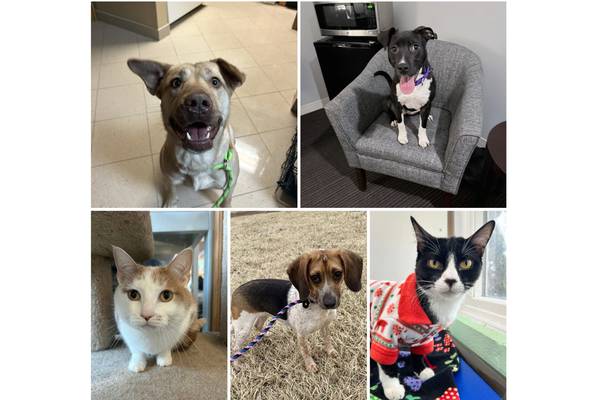 Will County Pets of the Week: March 2, 2026