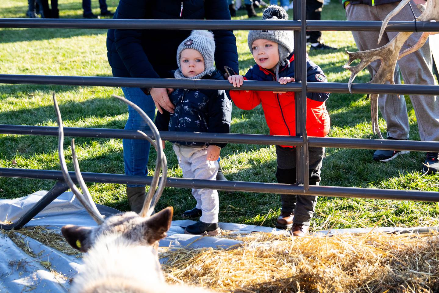 Dominic and Daniel Kaczowka, of Lockport, visit the reindeer at Christmas in the Square in Lockport on Saturday, Nov. 25, 2023.