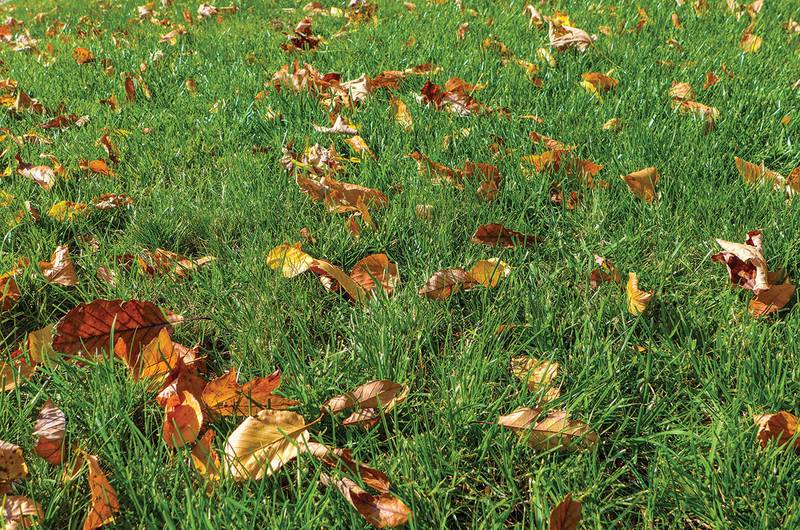 revitalize your lawn