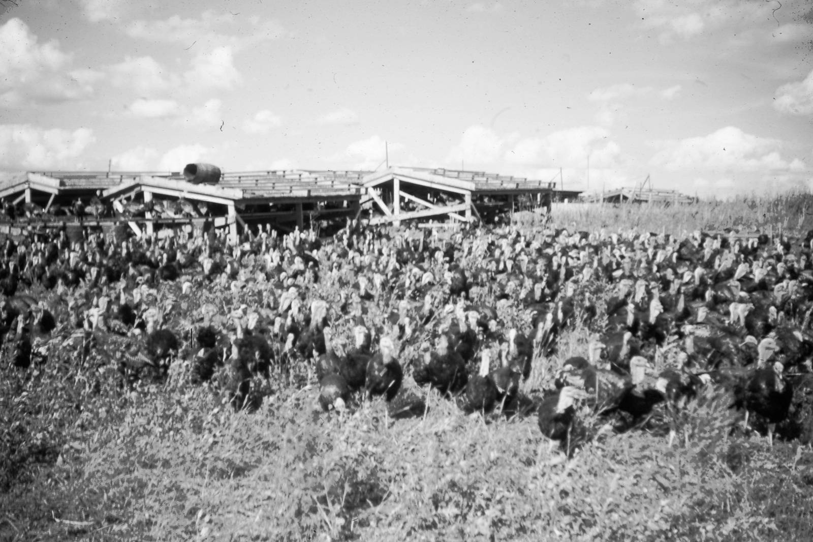 Looking Back for Nov. 22, 2023 Shaw Local