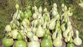 Ogle County Farm Stroll returns Oct. 12 with fresh lineup of local farms