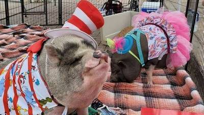 Frank Swine-atra to visit Fulton’s Wild Winter Wednesday program Feb. 11