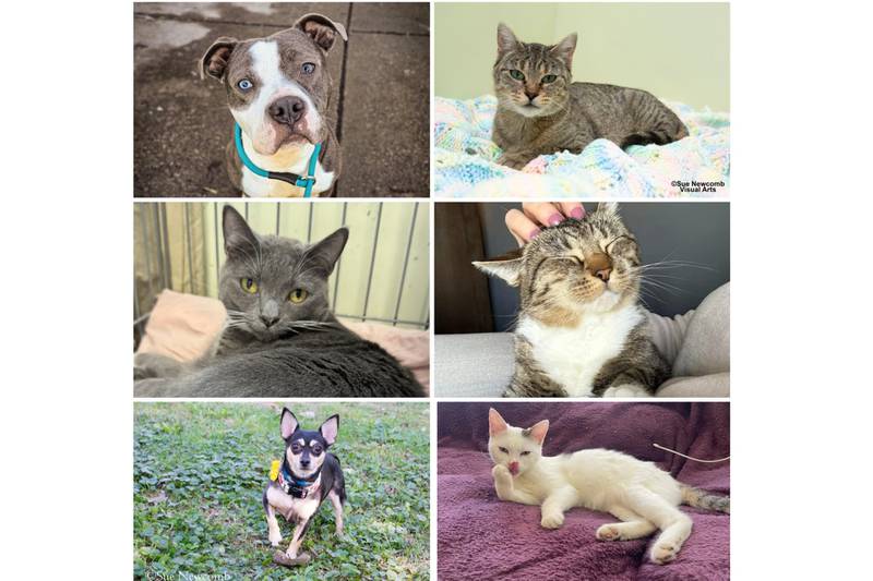 The Herald-News presents this week’s Pets of the Week. Read the description of each pet to find out about it, including where it can be adopted in Will County.