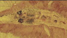 U of I Extension hosts fossil program for children at Seneca Library