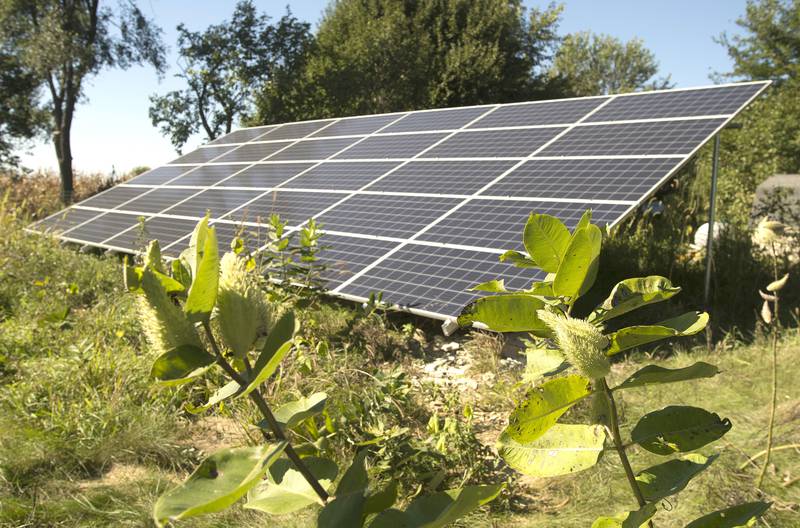 Milkweed plants grow near a 30-panel solar ground array at the home of Bill Klein in Afton Township that was part of a solar tour  Saturday, Sept. 22, 2018.