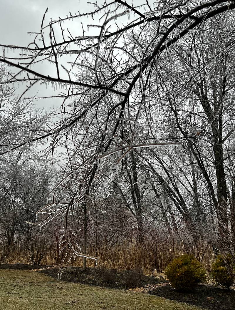 Northwest Herald reader Monica Rafie photographed icy trees the morning of Wednesday, Feb. 22, 2023, in Barrington Hills.