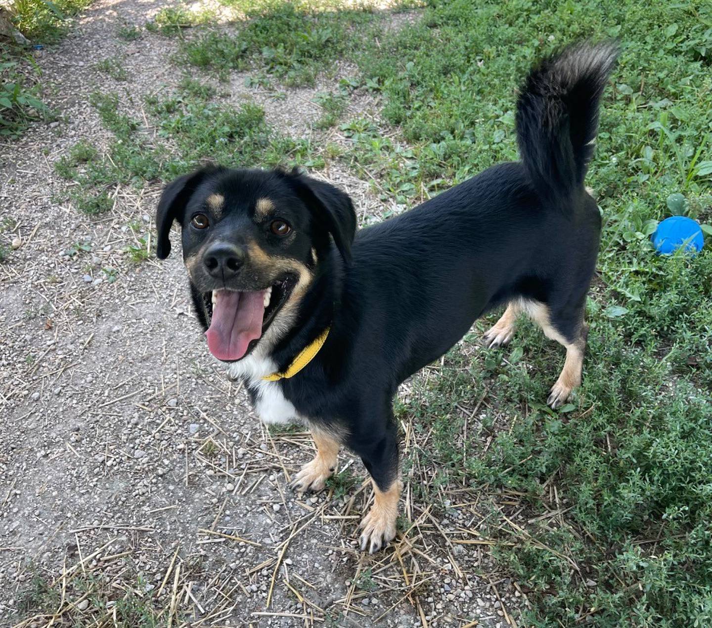Coco is a playful 4-year-old, 36-pound collie/shepherd/terrier mix. He enjoys walks and running around outside. Coco is dog-selective and nervous meeting new people, so he needs slow introductions with both. To meet Coco, visit Will County Humane Society at willcountyhumane.com and follow the instructions for the adoption process.