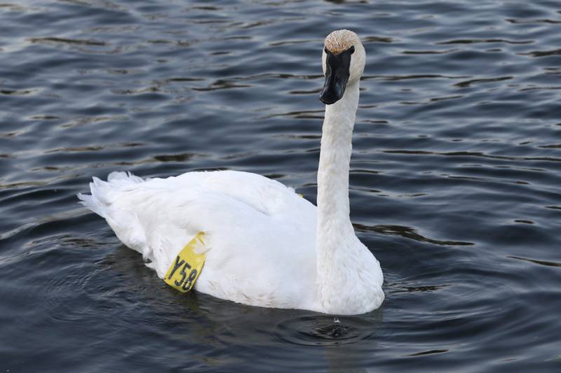 A trumpeter swan swims at Somerset Manor near Harvard. In 1985, Henri Giugni and his wife, June, brought in four pairs of native trumpeter swans and now up to 100 trumpeter swans return every winter to their property near Harvard.