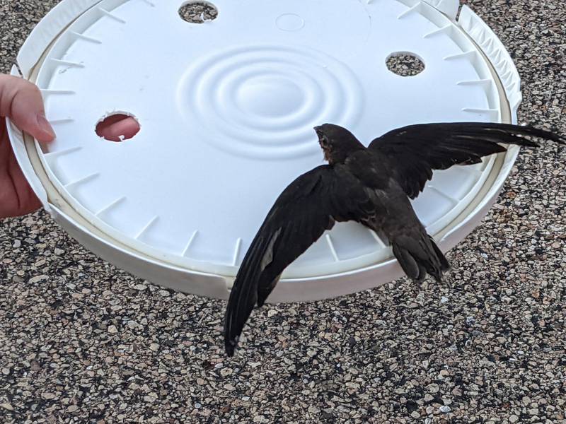 Seven rescued chimney swift fledglings await their chance to join a Geneva, IL, flock, gripping a pillowcase with their strong claws made for hanging rather than perching. Soon these birds and thousands of others will head to South America for the winter, returning next spring.