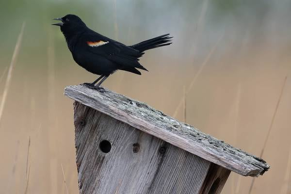Marvel at ‘The Wonder of Birds’ in Sycamore