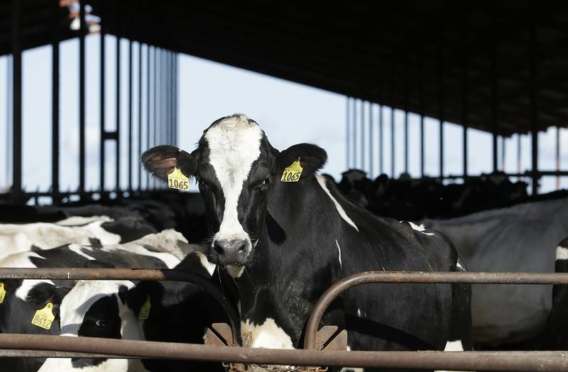 FILE - Cows are seen at a dairy in California, Nov. 23, 2016. The U.S. Food and Drug Administration said Tuesday, April 23, 2024, that samples of pasteurized milk had tested positive for remnants of the bird flu virus that has infected dairy cows. (AP Photo/Rich Pedroncelli, File)