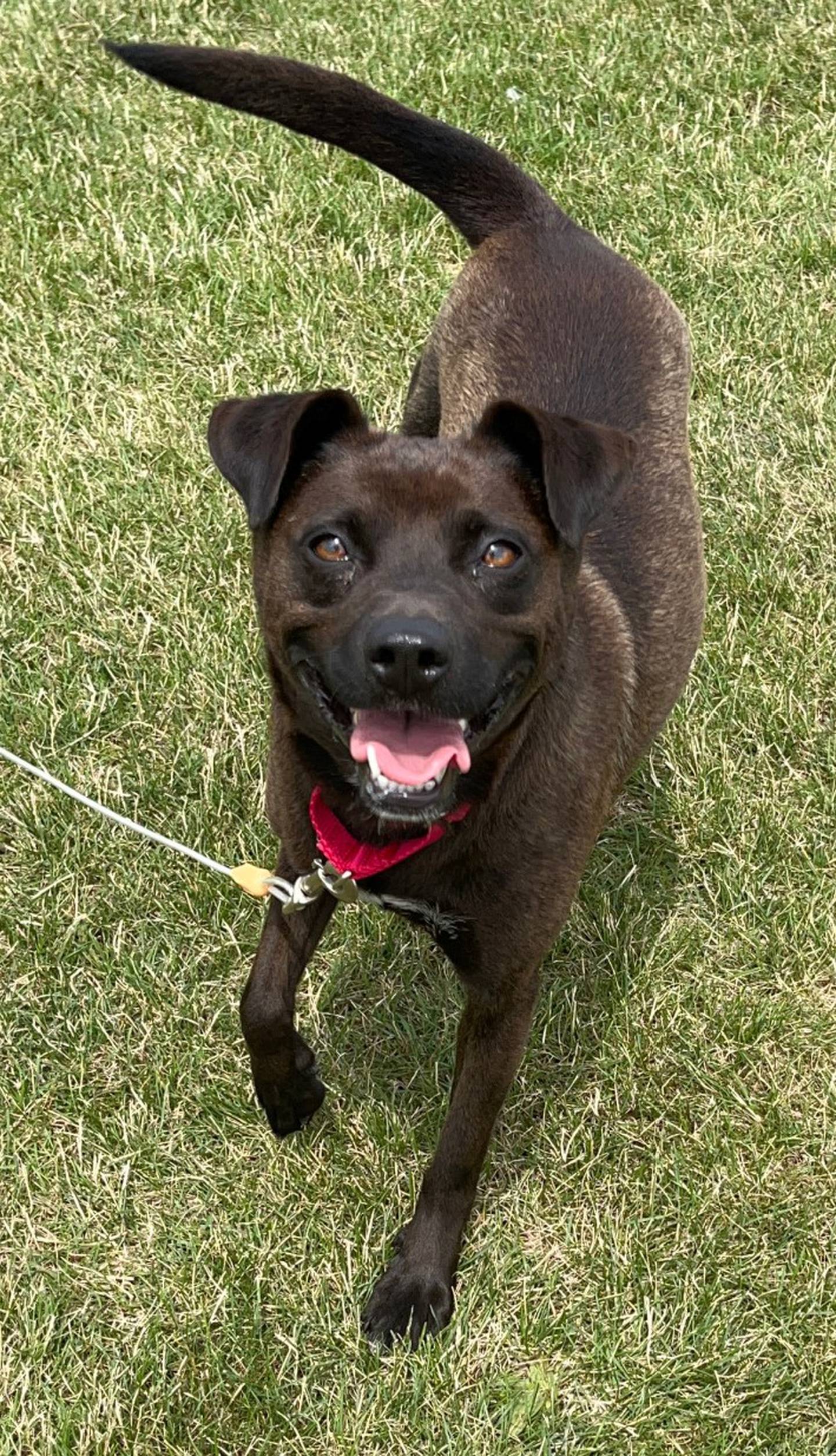 Twixie is a 2 1/2-year-old cattle dog mix. Twixie is very outgoing and loves adventure. She gets along well with children and other dogs. She is housebroken and deserves a home where she gets all the attention she deeply craves. To meet Twixie, call Joliet Township Animal Control at 815-725-0333.