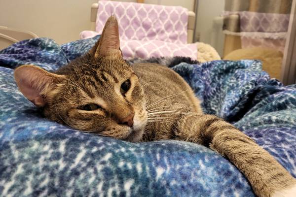 Playful adult cat looking for new place to play