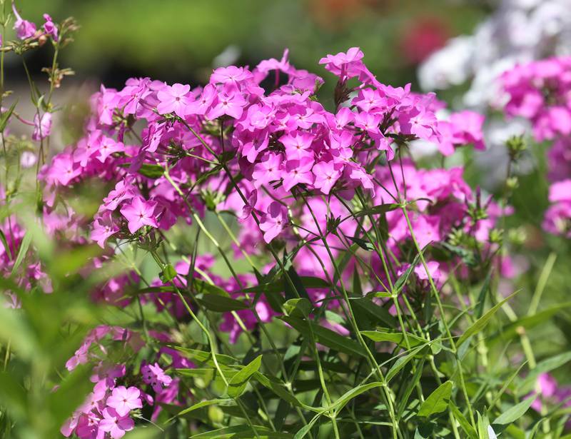 Some flowers available Wednesday, June 21, 2024, at Blumen Gardens in Sycamore.