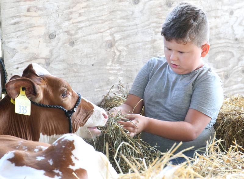 Jennings Lenkaitis of Hennepin, feeds straw to his heifer cow Alise during the Marshall-Putnam County 4-H Fair on Wednesday, July 23, 2025 at the Marshall-Putnam Fairgrounds in Henry.