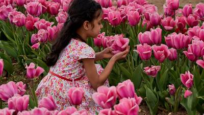 It’s time to tiptoe through the tulips at Richardson Farm in Spring Grove