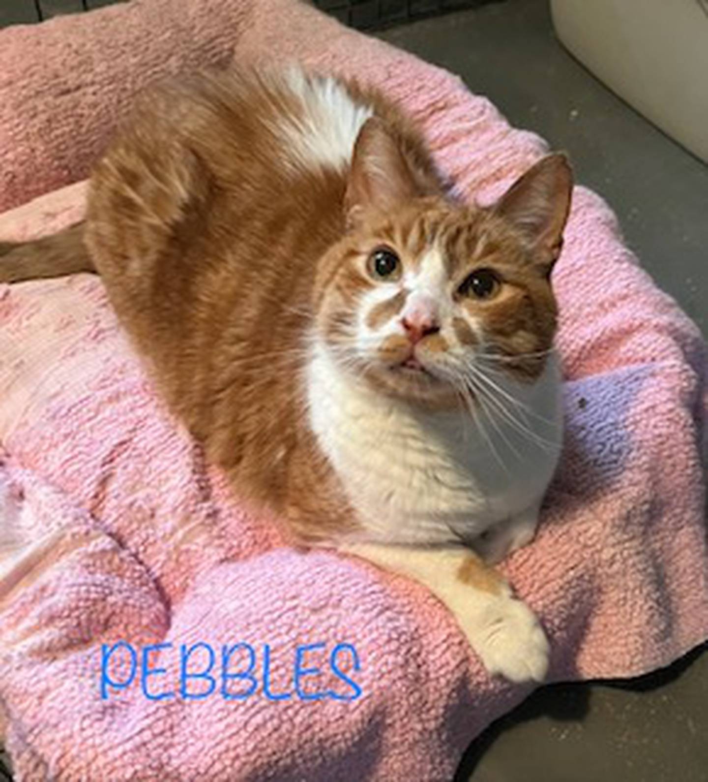 Pebbles is playful, loving and affectionate – he craves human companionship and thrives on love and attention. He is vocal about what he wants and isn’t shy about letting people know. He loves curling up on laps for cuddles and chasing toys. Pebbles has perfect litter box manners and a recent clean bill of health. To meet Pebbles, visit ForgetMeNotRescue.com/adoptables.