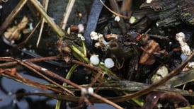 Bill would give Illinois EPA greater oversight of manufacturers’ plastic pellet runoff