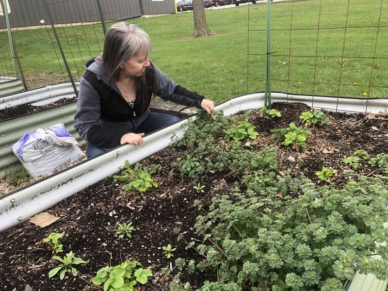 Co-coordinator Tracy Gerber pulls a few weeds out of her garden plot at the McHenry Township offices. Gerber encourages township residents to apply for one of the spots, seen here on Thursday, April 18, 2024.