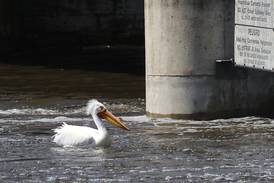 Photos: Flooding on the Fox River in McHenry County area