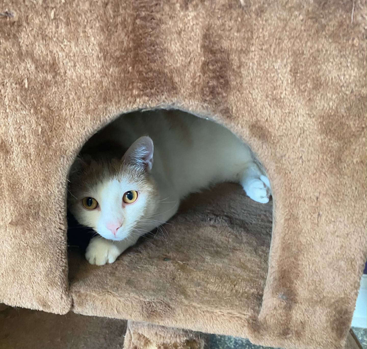 Jemima is a three- year-old buff and white domestic shorthair. She  is a sweet and playful.  Jemima plays well with other cats and is good with children. For more information on Jemima, including adoption fees please visit justanimals.org or call 815-448-2510.