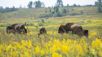 The Nature Conservancy receives IDNR Natural Area Stewardship grant for Nachusa Grasslands
