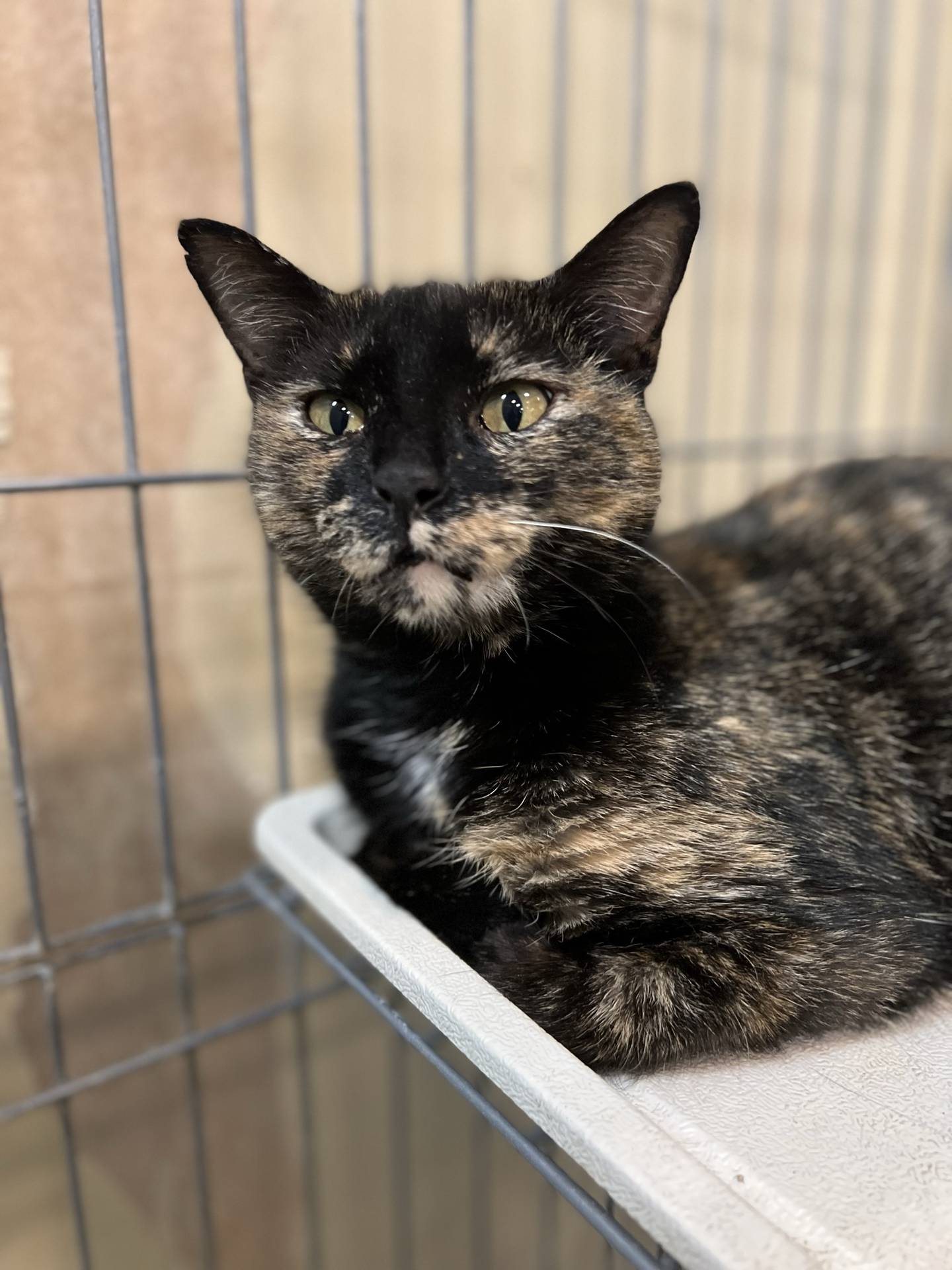 Mama Millie is a 3-year-old female tortie that was found as a stray with her kitten. She is gentle, affectionate, calm and very sweet. She loves attention and being petted. Now that her kitten has been adopted, it is time for Mama Millie to also find her forever home. To meet Mama Millie, email Catadoptions@nawsus.org. Visit nawsus.org.