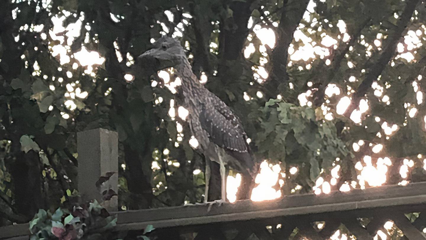Yellow-crowned night herons are listed as endangered in Illinois. Last summer at least one breeding pair nested in Rock Falls, IL, as evidenced by a photo taken by Good Natured readers Jan and Dean Zinanni.