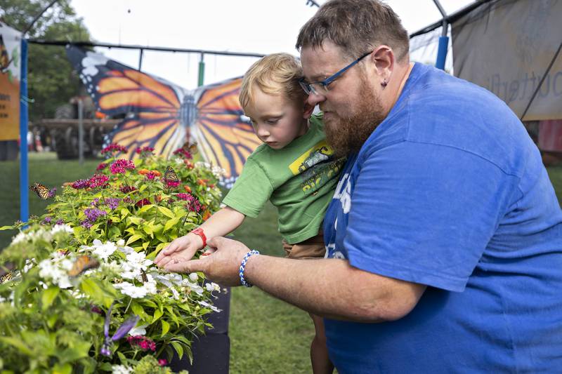 Travis Hines helps son Eli, 3, check out a Monarch Wednesday, August 6, 2025, at a special butterfly tent at the Carroll County Fair.