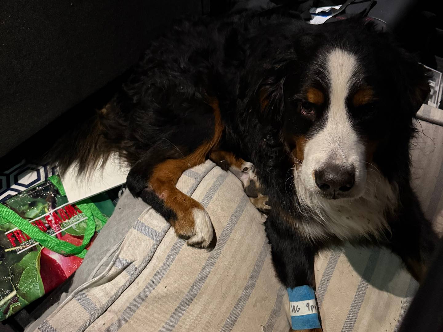 Charlie, a Bernese mountain dog, was found on Sunday, Jan. 5, 2025, after going missing on Dec. 30. He was found with the help of a thermal imaging drone, but had a broken leg, likely after being hit by a car.