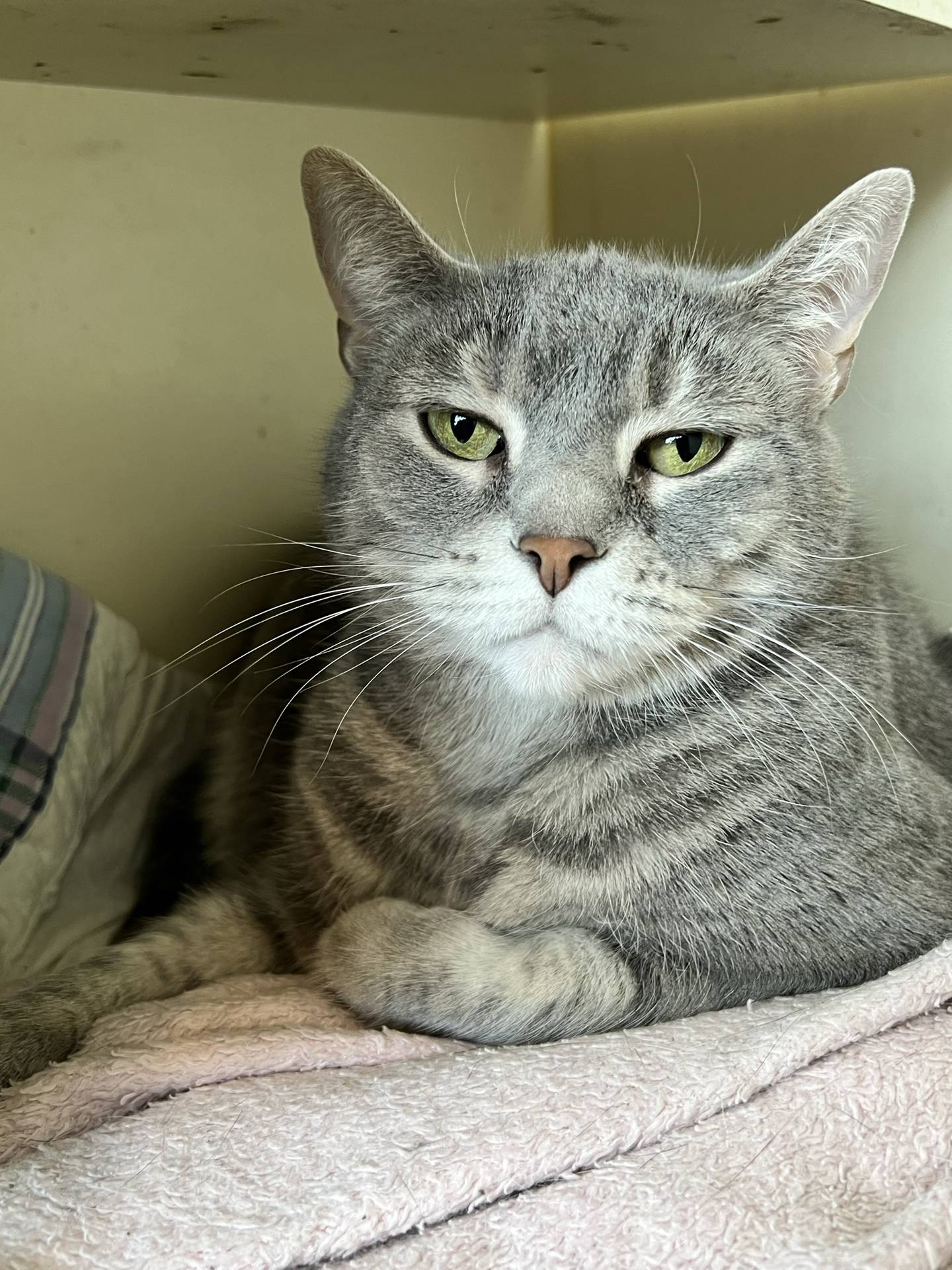 Windy is an 8-year-old grey tabby domestic shorthair that was relinquished by her previous owner. She is quiet and reserved in her new surroundings, but she loves gentle pets and especially enjoys chin and ear scratches. She will be a wonderful companion and lap cat.  Please email Catadoptions@nawsus.org to meet her.  Visit nawsus.org.