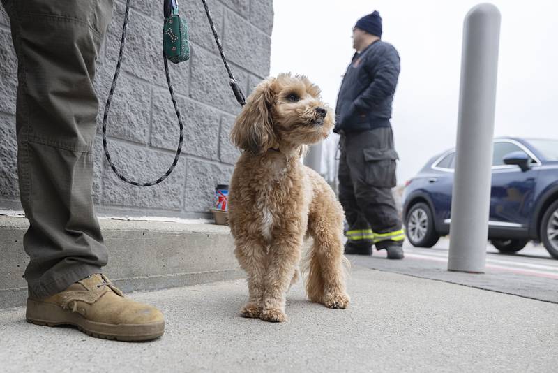 Teddy, pooch of firefighter Adrian Avelar, amps up the cute factor Thursday, Nov. 20, 2025, for donations to the Sterling Fire Department’s Salvation Army bucket donation.