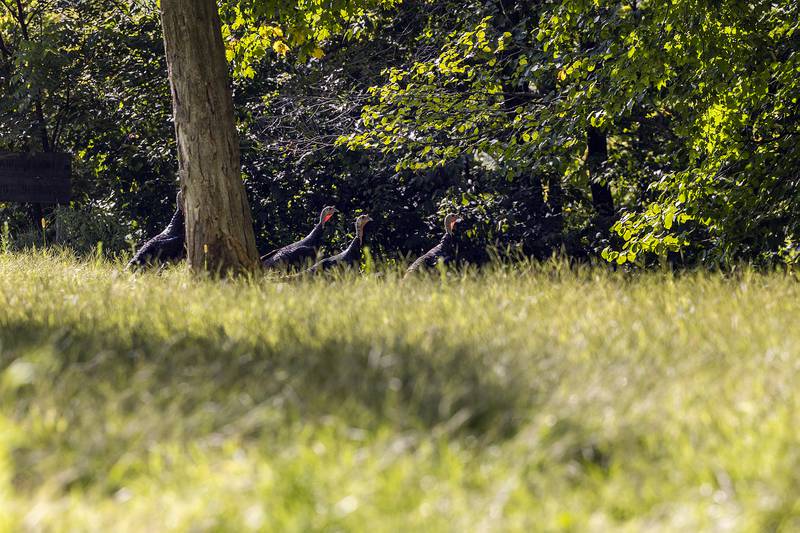 A flock of turkeys wanders across the Taft Campus Thursday, Sept. 4, 2025, in Oregon. The area was once a hub of art and nature education.