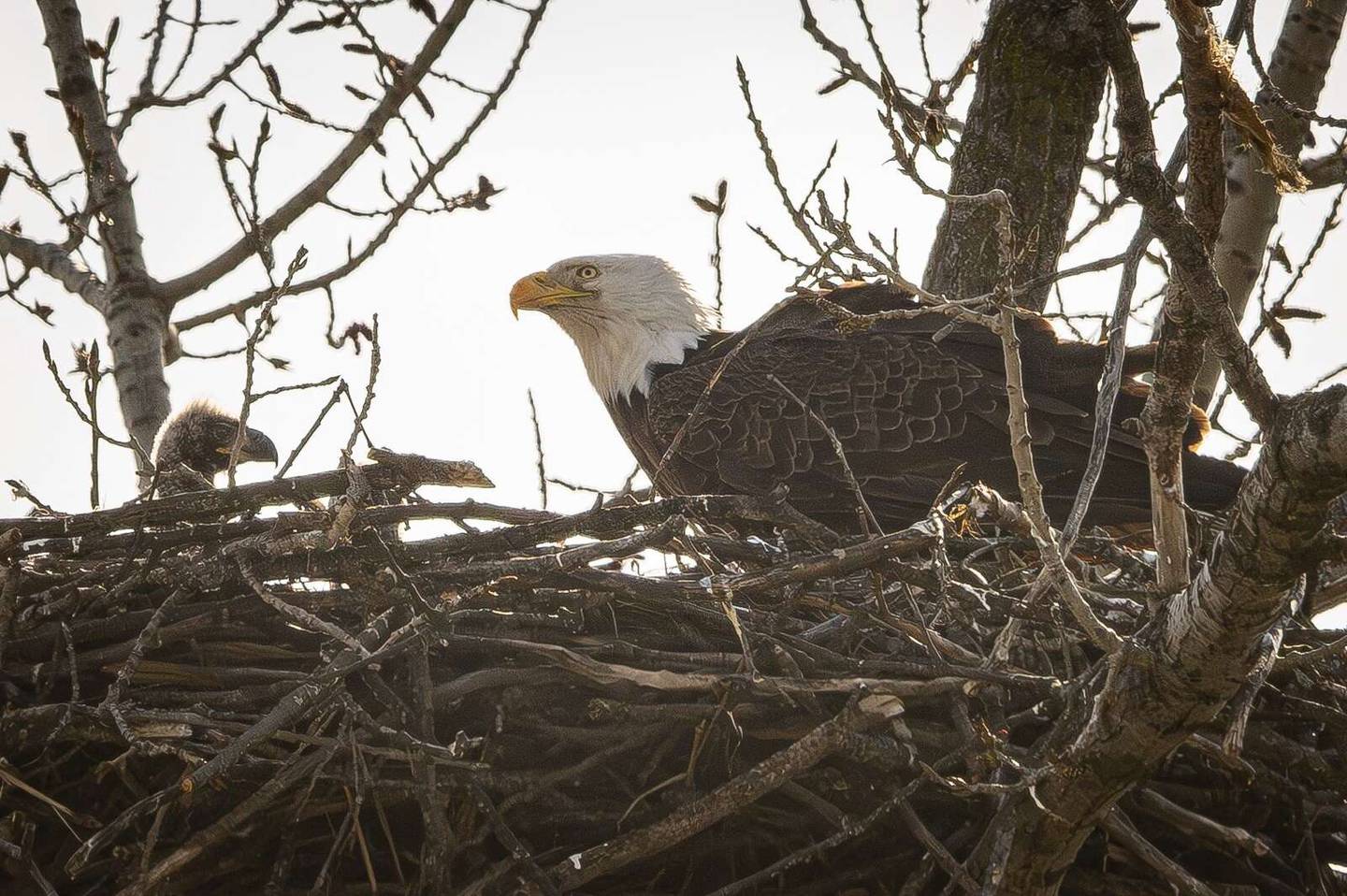 One of the two eaglets spotted this spring in a nest at Fermi National Accelerator Laboratory in Batavia. This photo was taken April 7, 2026, about a week after they were first seen.