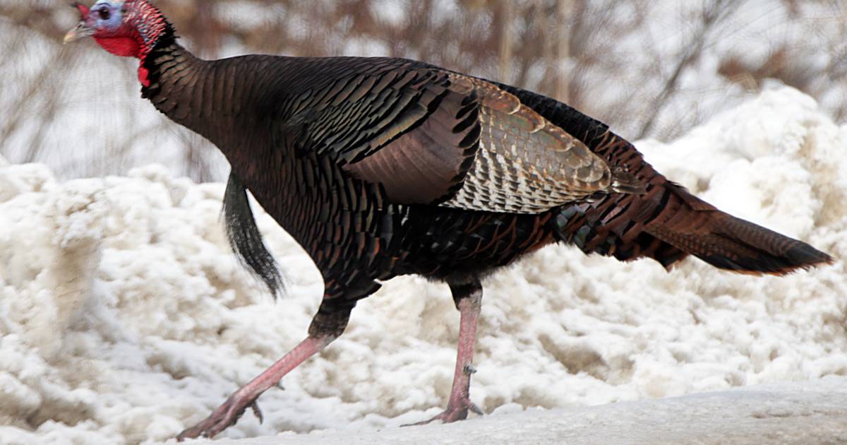 Lee County led region in wild turkey harvest Shaw Local