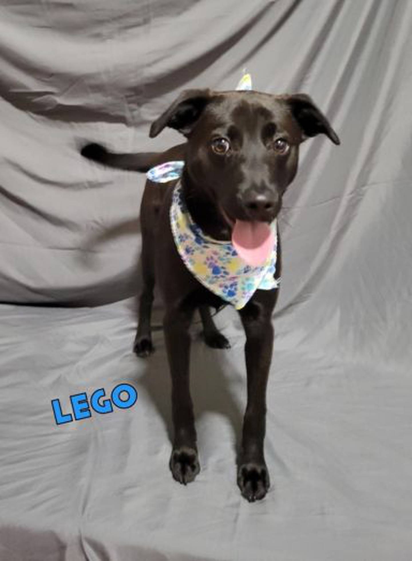 Lego, who is possibly a Lab and shepherd mix, is 7 months old and weighs only 31 pounds. To meet contact Hopeful Tails Animal Rescue at hopefultailsadoptions@outlook.com. Visit hopefultailsanimalrescue.org.