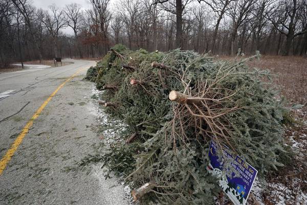 Groot Industries will collect Christmas trees in Oswego through Jan. 9