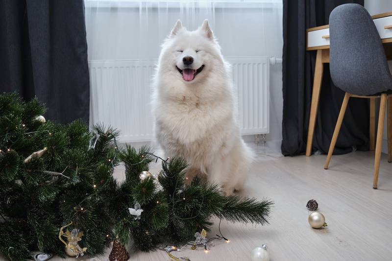 All Creatures Great & Small - Protect Your Furry Friends: Holiday Safety Tips For Pets