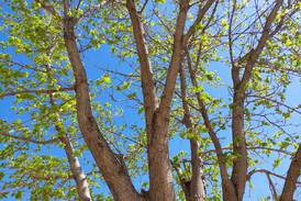Ottawa to launch cost-sharing tree planting program