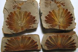 University program explores Mazon Creek fossils from 300 million years ago