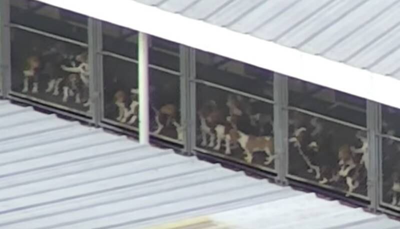 Inhumane conditions of beagles at the Envigo breeding facility in Virginia were exposed by an animal advocacy group SHARK, based in Blackberry Township. The group used a drone to document the conditions, ultimately leading to Envigo’s closure and the rescue of 4,000 beagles.