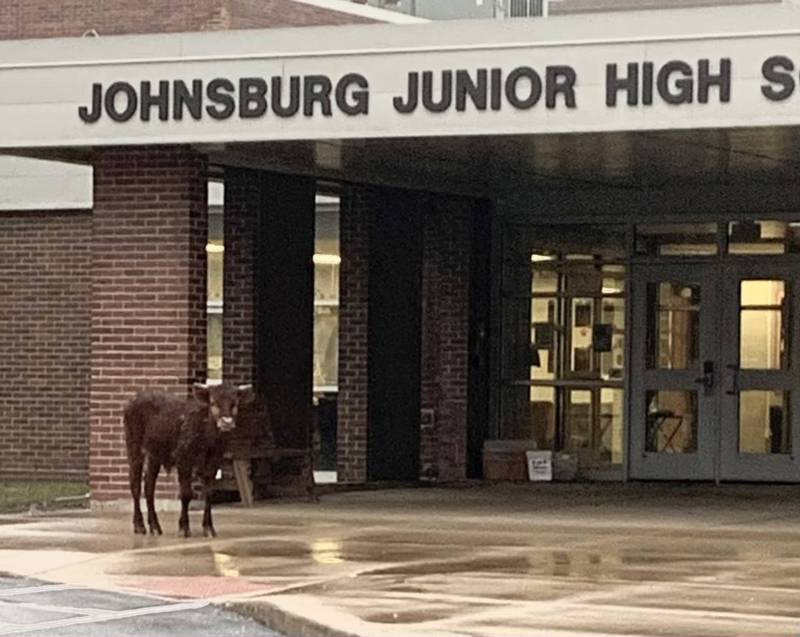 A cow roaming Johnsburg on Thursday, March 24, 2022, was spotted at Johnsburg Junior High School.