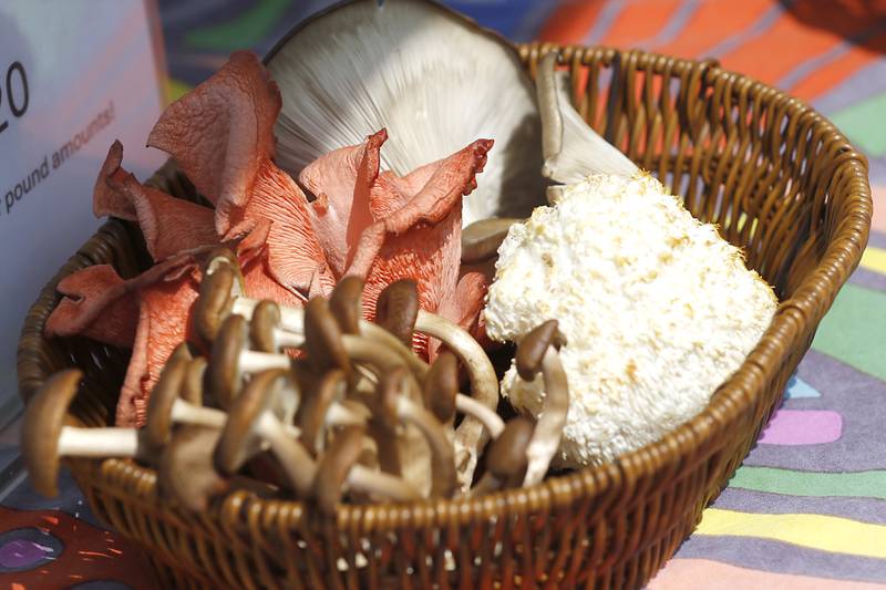 A basket of Beneficial Acres Fram to Table Mushrooms for sale at the Tuesday Woodstock Farmer's Market on June 24, 2025, around the Historic Woodstock Square.