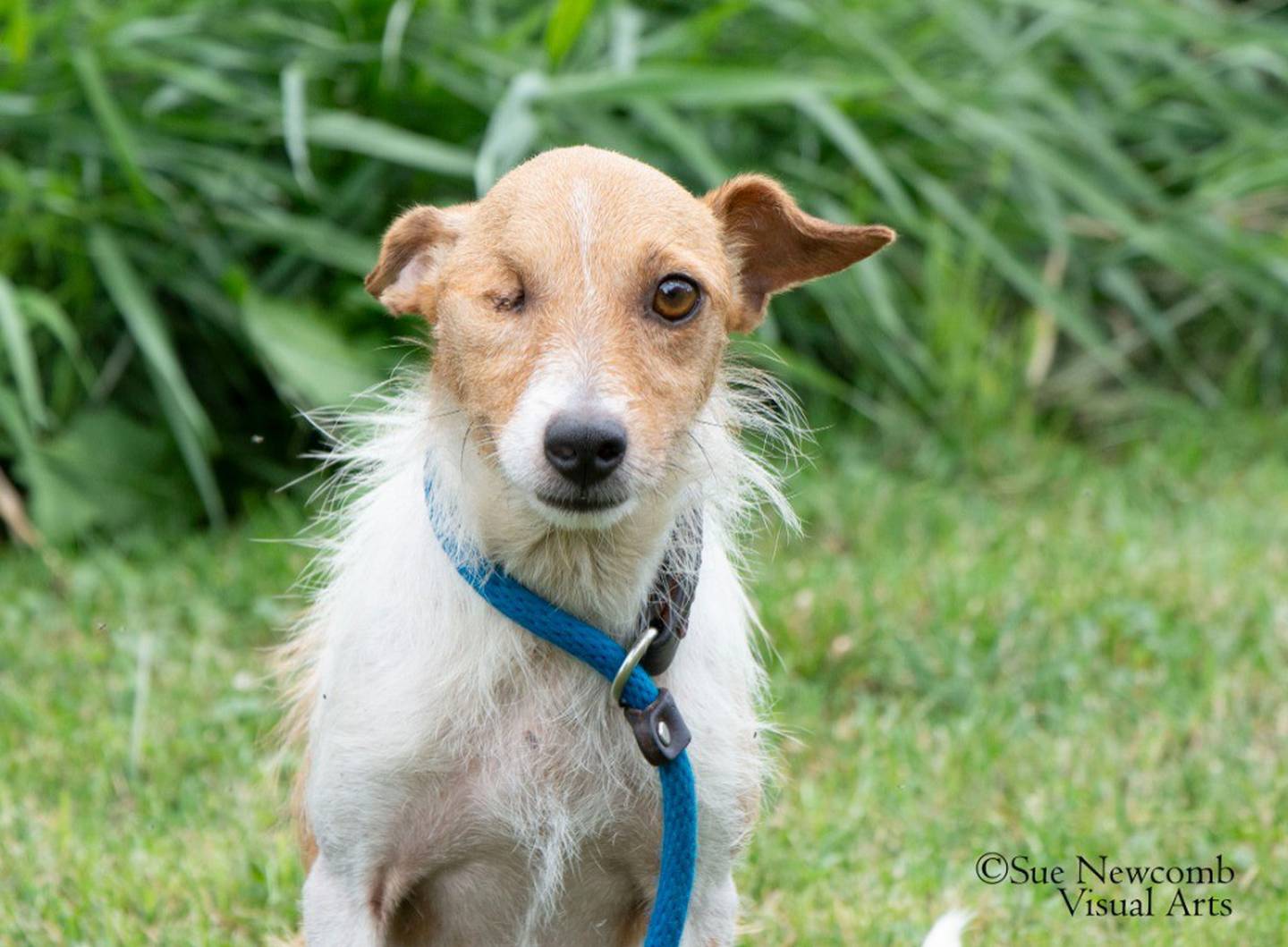 Eddy is a sweet and scruffy 3-year-old terrier mix currently living in a foster home. Eddy has completed his heartworm treatment and is waiting for his final heartworm test to be cleared. Eddy only has one eye and his veterinarian believe he was born that way. Eddie can be timid, but he will surely warm up and show love. Email the Will County Humane Society atwillcountyhumane.com and follow the instructions for the adoption process.