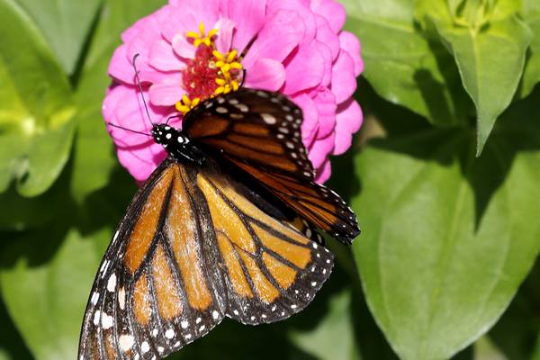 Batavia Plain Dirt Gardeners monthly meetings to resume Sept. 16