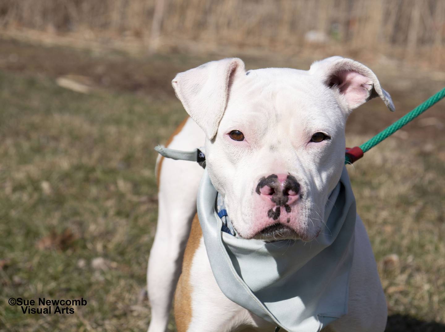 Queenie is an energetic pit bull mix who loves to play. She would make an excellent companion. Queenie needs a home without other dogs or cats. Contact the Will County Humane Society at willcountyhumane.com and follow the instructions for the adoption process.