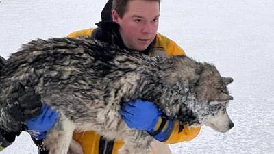 Firefighters rescue husky who fell through ice near St. Charles