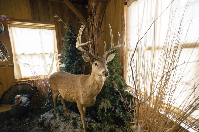 From deer to ducks and turtles to turkeys, the new wildlife museum has a broad range of animal displays.