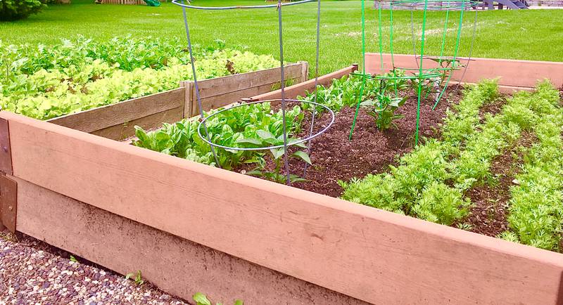 An 8-by-8-foot raised garden bed with spinach, lettuce, and carrots.