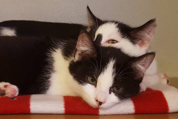 Pair of kittens hopes for double adoption